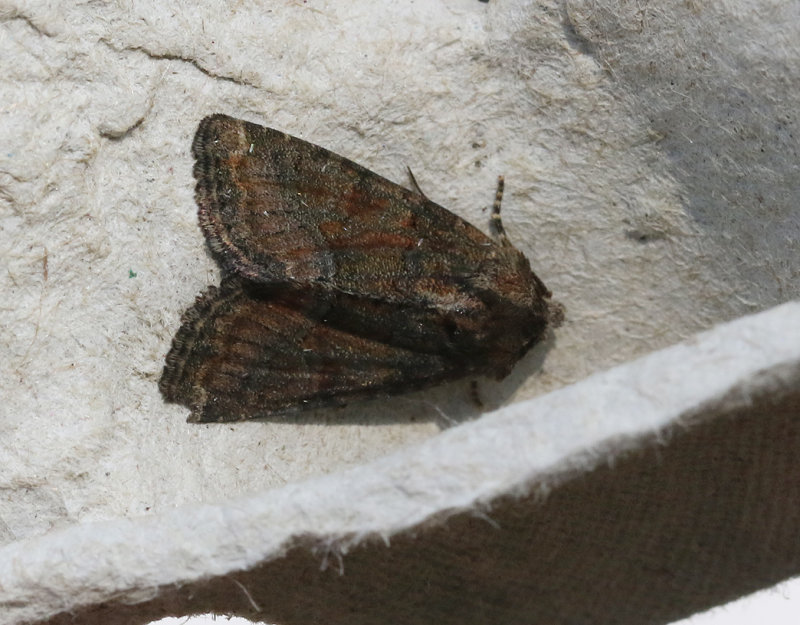 Rdskimrande ngsfly <br> Oligia latruncula
