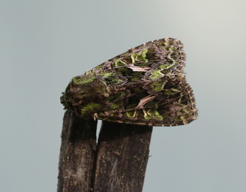 Mllfly <br> Trachea atriplicis