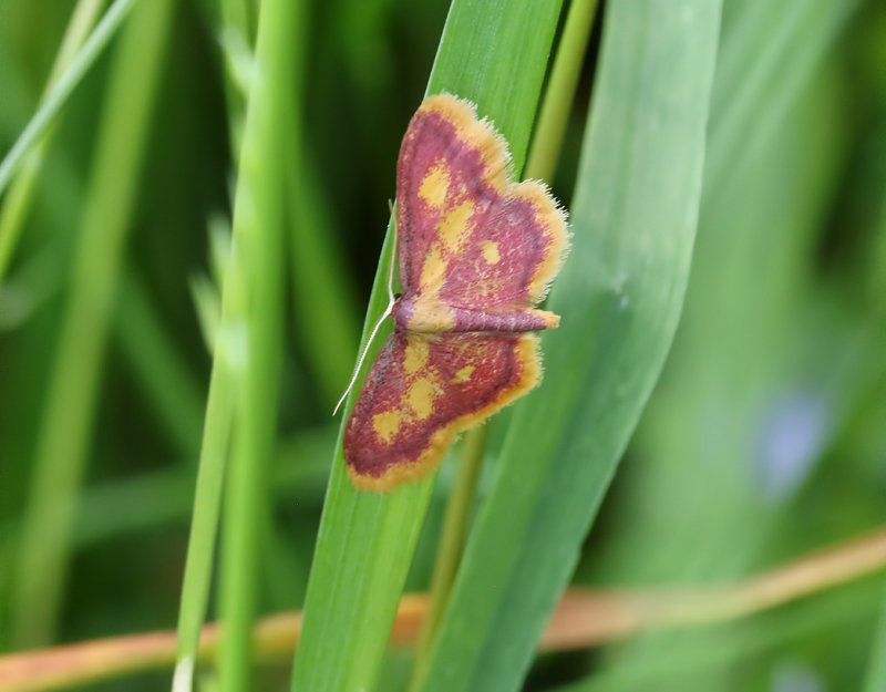 Rdpudrad lvmtare <br> Idaea muricata