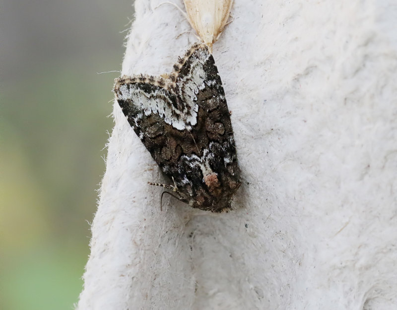 Hundxingsngsfly <br> Oligia strigilis