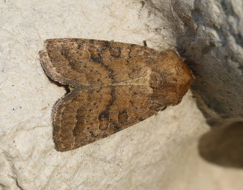 Gulbrunt lvfly <br> Hoplodrina octogenaria