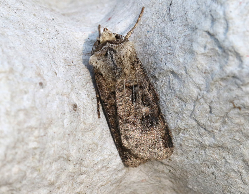 Barkfrgat jordfly <br> Agrotis clavis