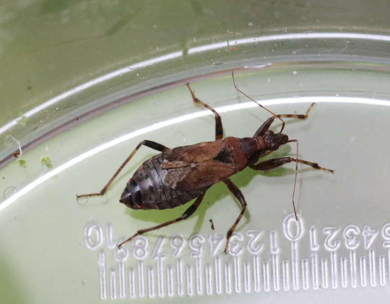 Himacerus  mirmicoides