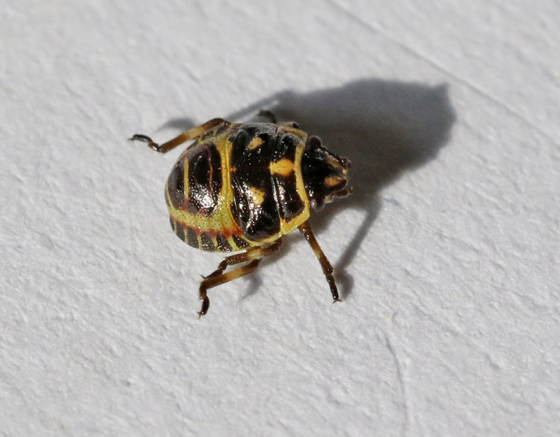 Rapssugare Rape Bug(Eurydema oleracea)