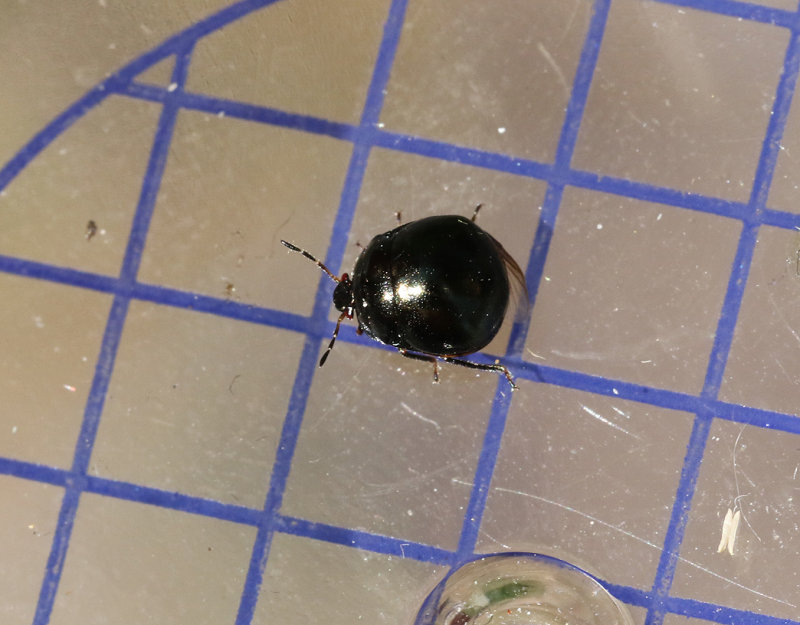 Klotbrfis  Coptosoma scutellatum
