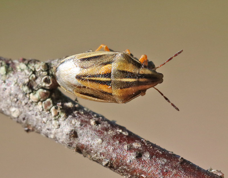 Mrkstreckad spetsnsa  Aelia klugii