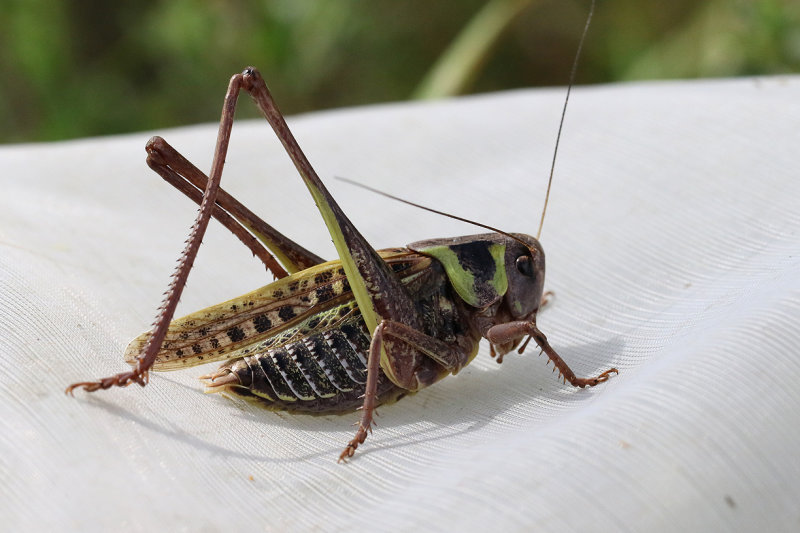  Grasshoppers   Grshoppor