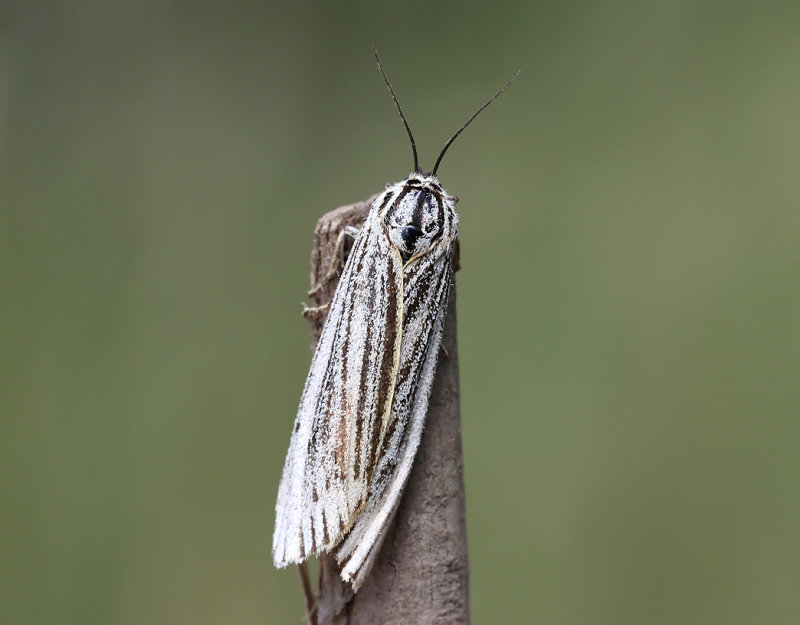 Streckhedspinnare<br>Feathered Footman<br>Spiris striata
