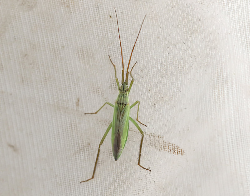 Notostira elongata