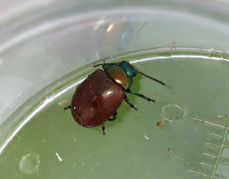 Vattenmyntebagge <br> Chrysolina polita