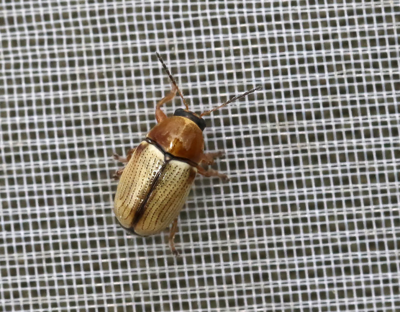 Sandfallbagge <br> Cryptocephalus fulvus