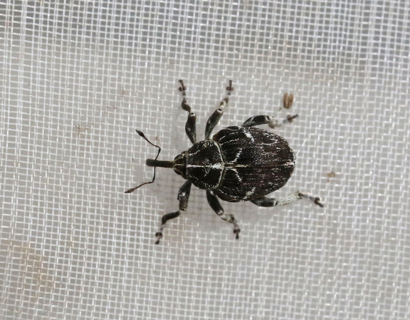 Mogulones geographicus
