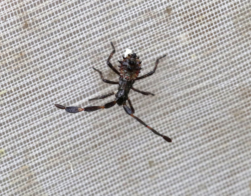 Coreus marginatus  Dock Bug