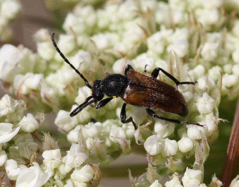 Sidenblombock <br> Pseudovadonia livida