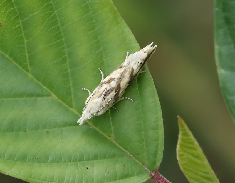 Citronvecklare <br>Thiodia citrana