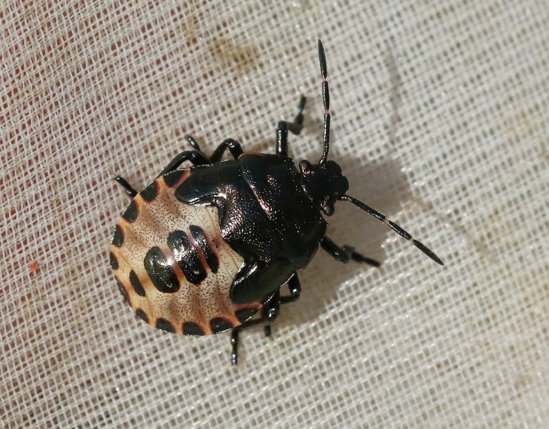 Mindre rovbärfis Rhacognathus punctatus