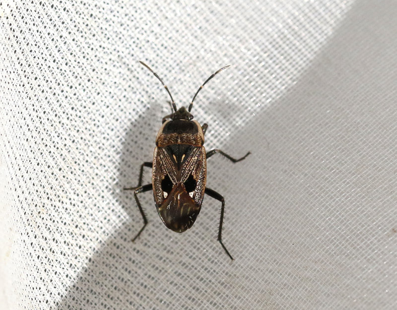 Graptopeltus lynceus