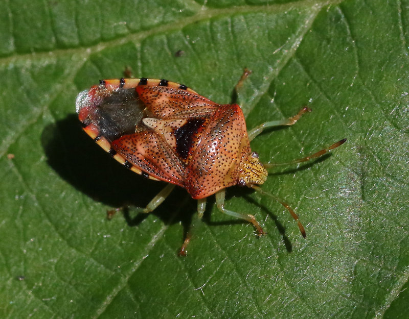 Mindre bjrkbrfis  Parent Bug (Elasmucha grisea)