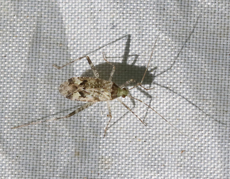 Phytocoris longipennis