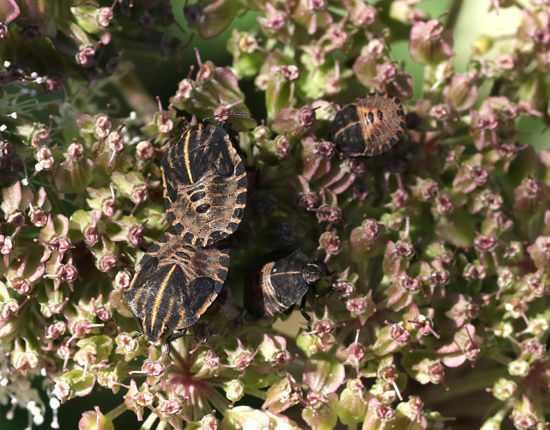 Strimlus <br> Striped Shield Bug <br> Graphosoma lineatum