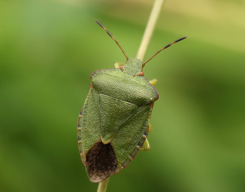 Grn brfis Green Shield Bug   (Palomena prasina)