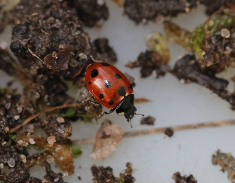Elvaprickig kustpiga Coccinella undecimpunctata