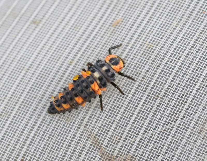 Femprickig nyckelpiga  Coccinella quinquepunctata