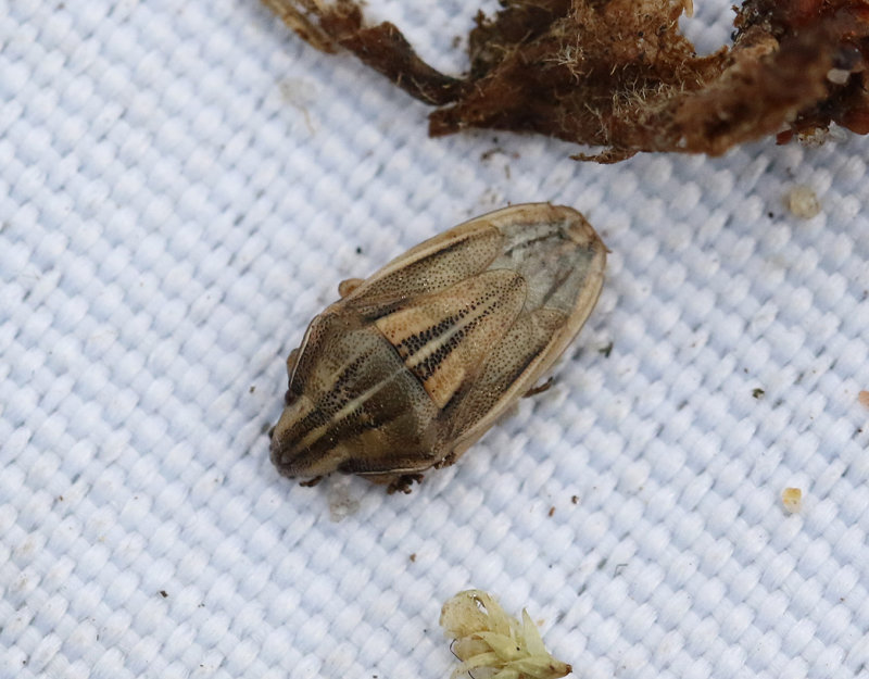 Mrkstreckad spetsnsa  Aelia klugii