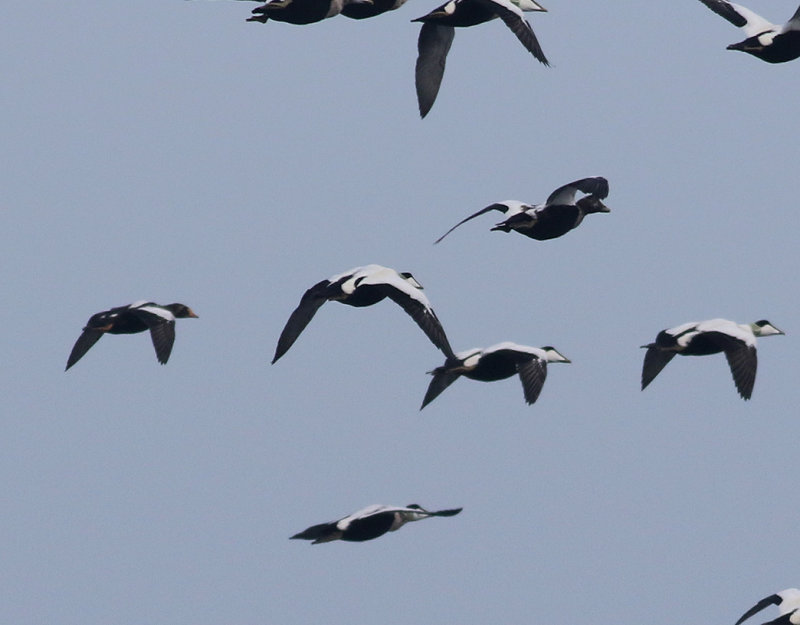 Praktejder<br> King Eider<br> Somateria spectabilis