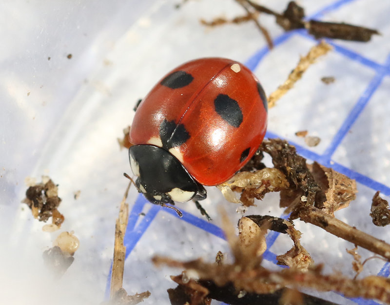 Stackmyrepiga Coccinella magnifica