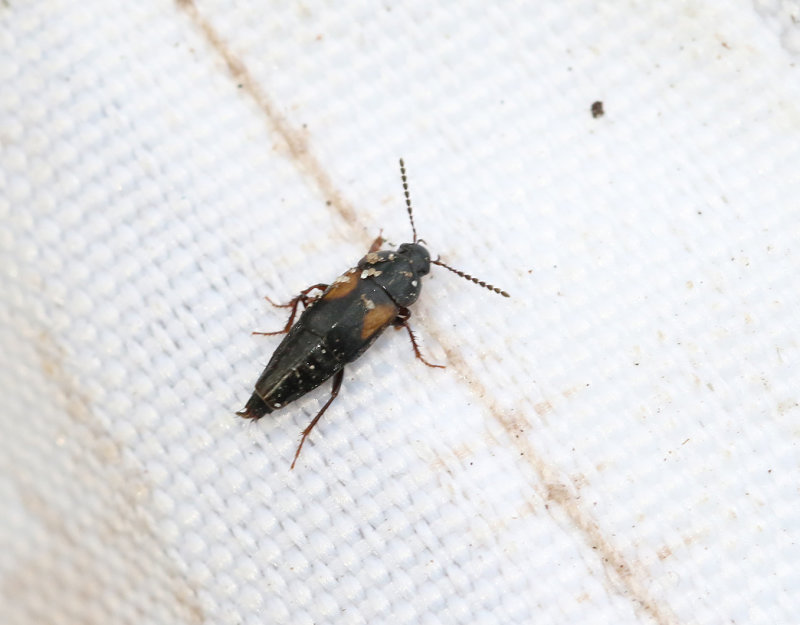 Tachinus subterraneus