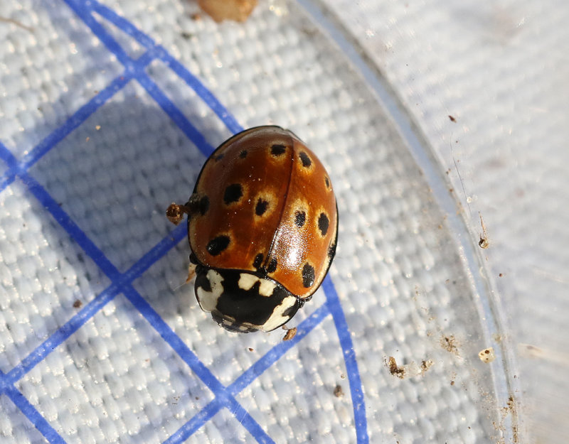 gonflckig nyckelpiga  Anatis ocellata