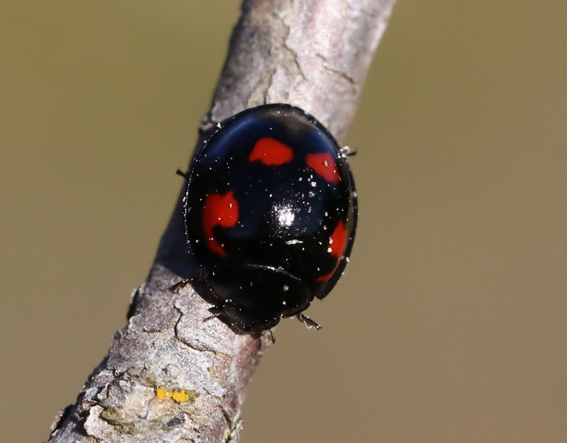 Fyrfläckig tallpiga Exochomus quadripustulatus