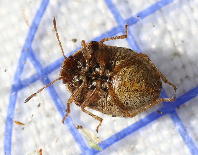 Veronikabrfis  Stagonomus bipunctatus