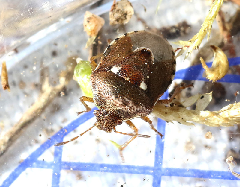 Veronikabrfis  Stagonomus bipunctatus