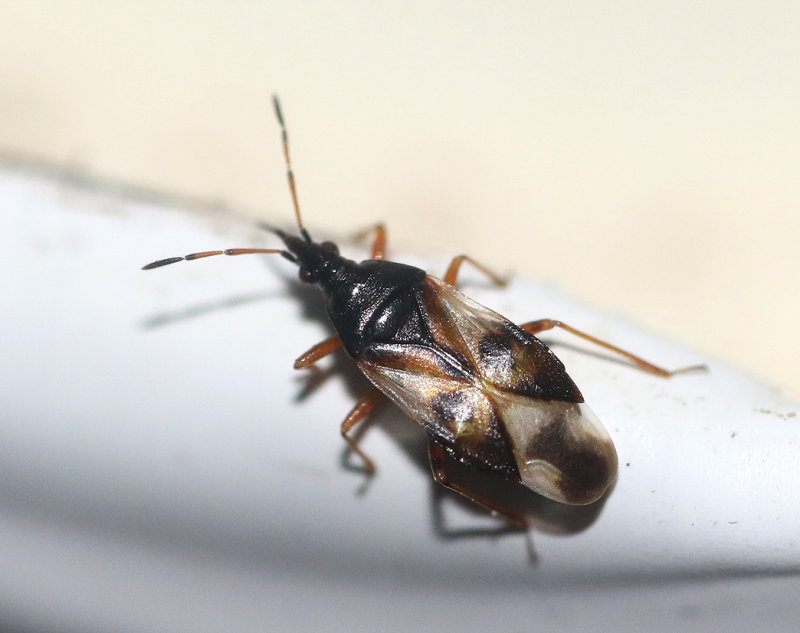 Allmnt nbbstinkfly  Anthocoris nemorum