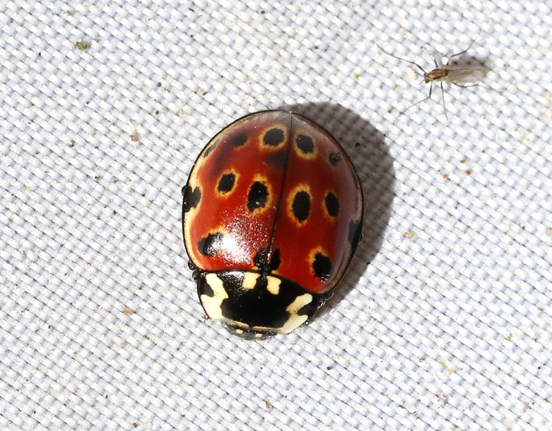 Ögonfläckig nyckelpiga Anatis ocellata