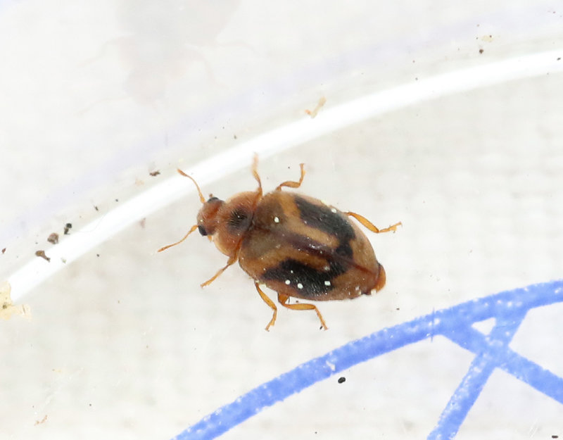 Mörk rotpiga Rhyzobius chrysomeloides