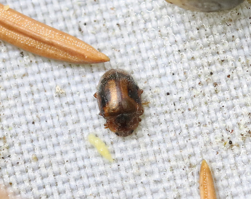 Mörk rotpiga Rhyzobius chrysomeloides