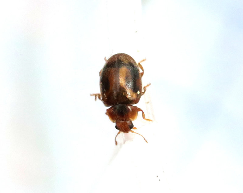 Mörk rotpiga Rhyzobius chrysomeloides