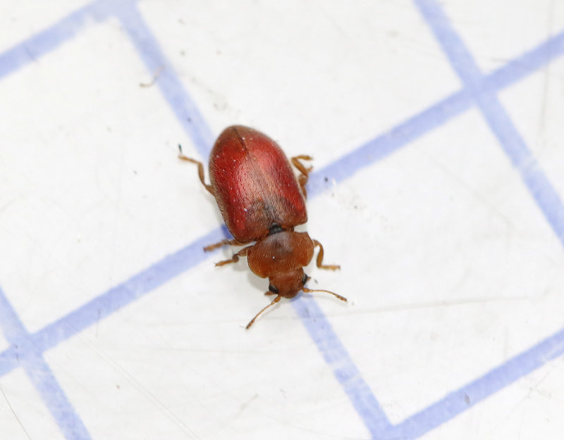 Röd vasspiga Coccidula rufa