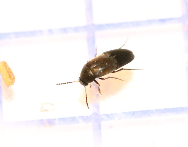 Anaspis frontalis