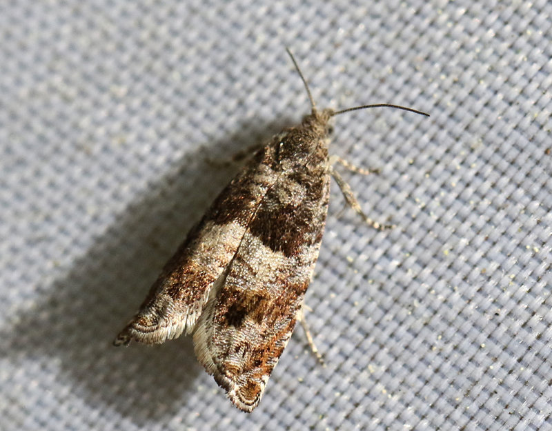 Sotflcksvecklare <br> Rhopobota naevana