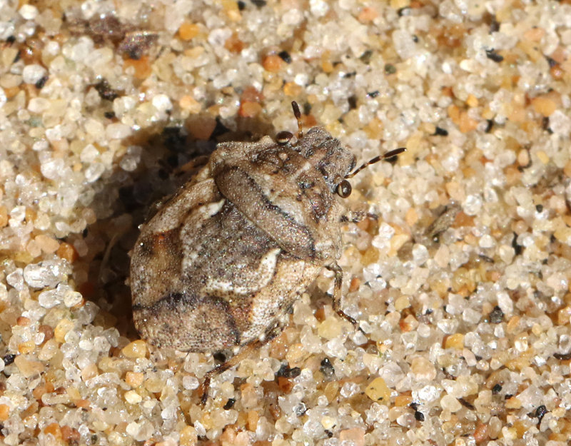Sanddynbrfis   Phimodera humeralis