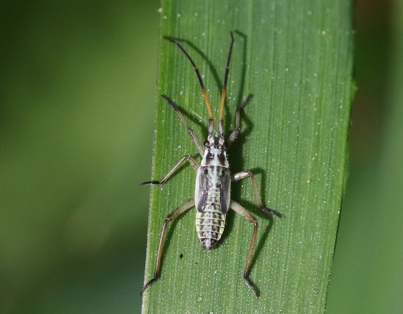 Leptopterna dolabrata