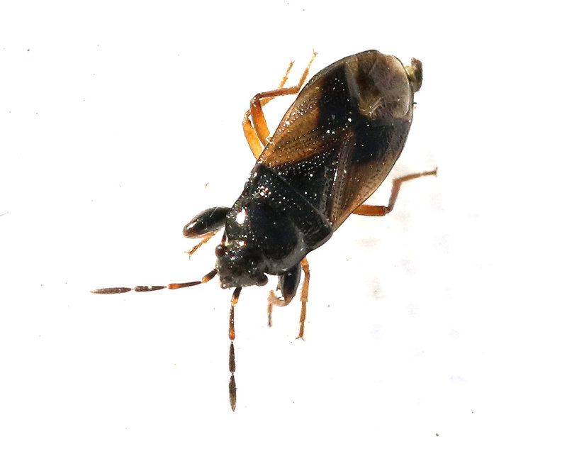 Megalonotus praetextatus