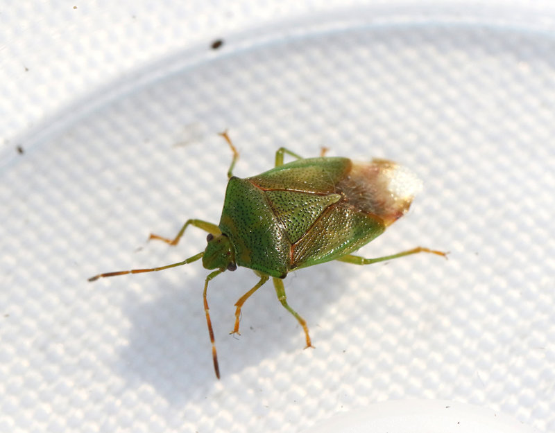 Trybrfis  Elasmostethus minor