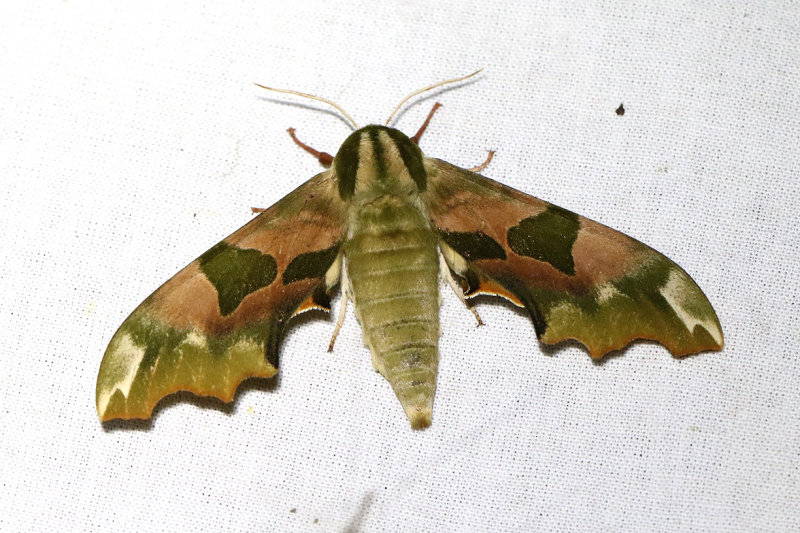 Lindsvrmare <br> Mimas tiliae