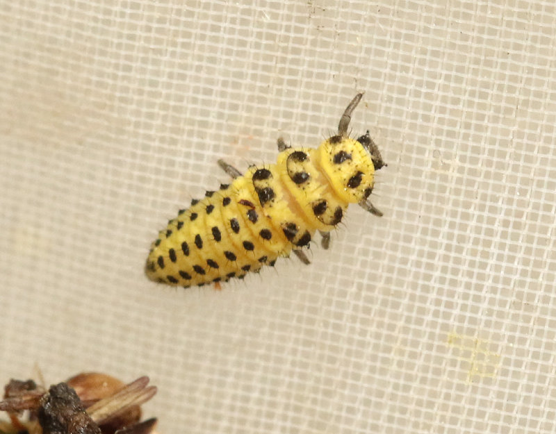 Tjugotvprickig nyckelpiga  Psyllobora vigintiduopunctata