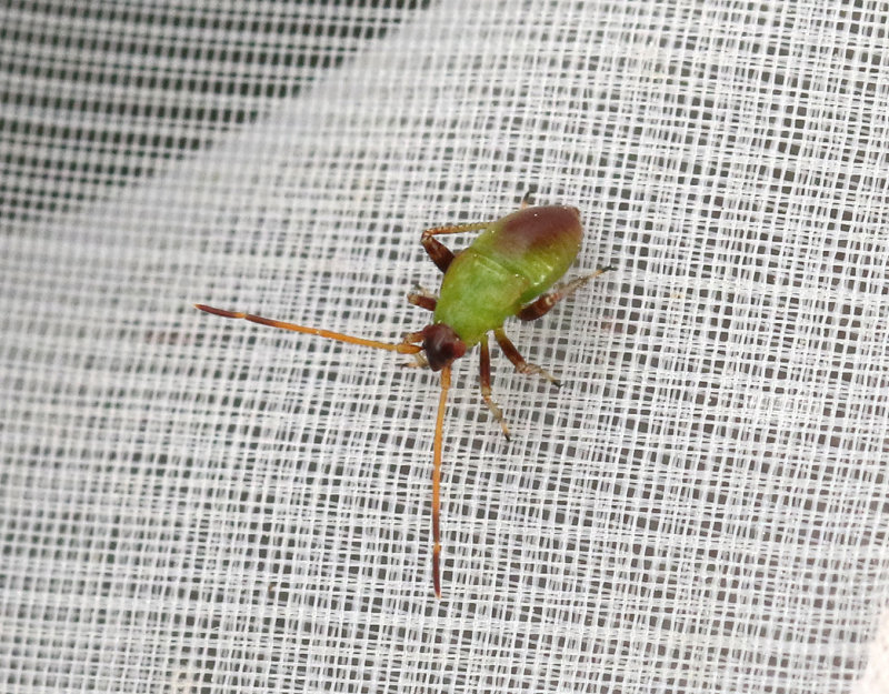 Fackelblomskinnbagge  Adelphocoris ticinensis